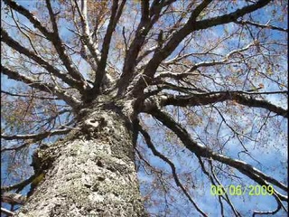 Beatriz Pichi Malen - Cancin Sagrada del Viento (Wi Wi Wi...)