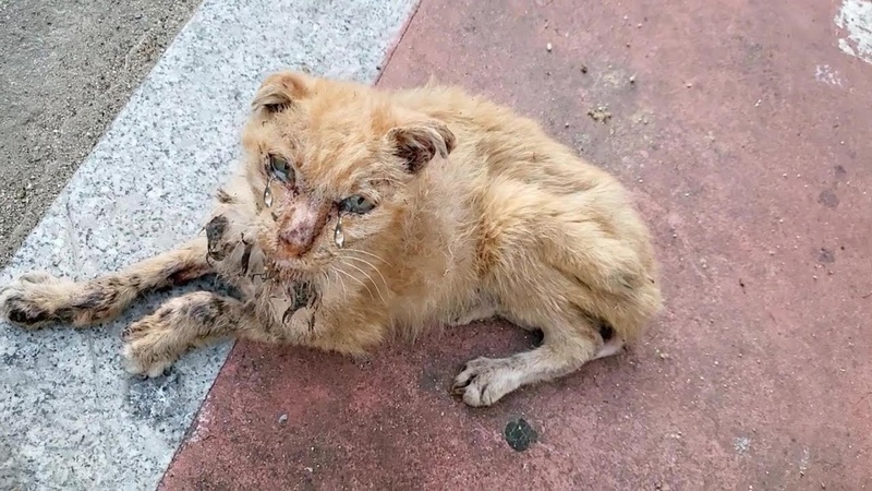 A stray cat slowly approaches me with his tearful eyes begging for foods and