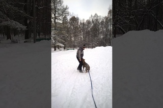 Владимир и АПБТ Бредли. Отработка команды Ко мне.