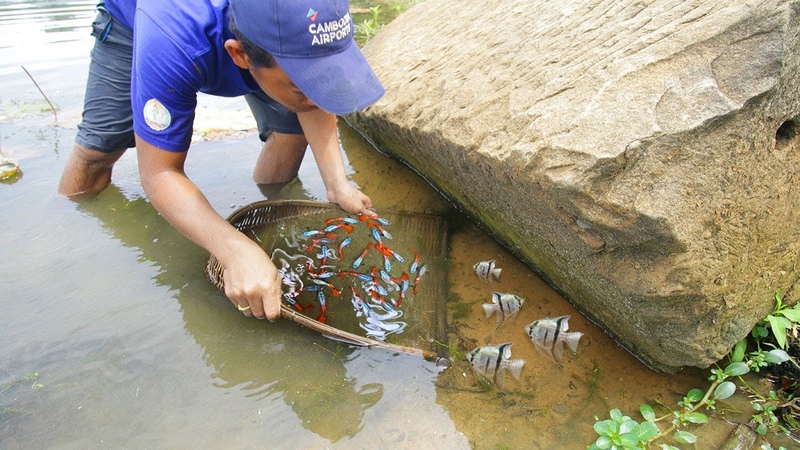 Found Beautiful Betta Fish n Anglefish Catch by Fishman in