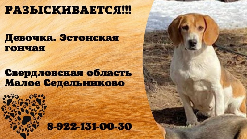 Пропала собака ДЕВОЧКА, Свердловская обл. , Малое