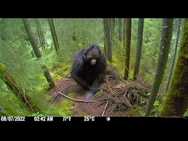 LOGGER CATCHES BIGFOOT FAMILY