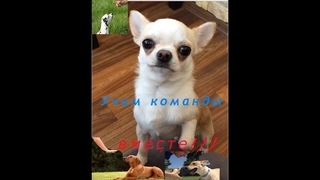 Учим чихуахуа команде сидеть, стоять, дай лапку, голос и умри.