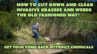 How to Cut Tall Weeds and Invasive Pond Grasses the OLD way with a Scythe!