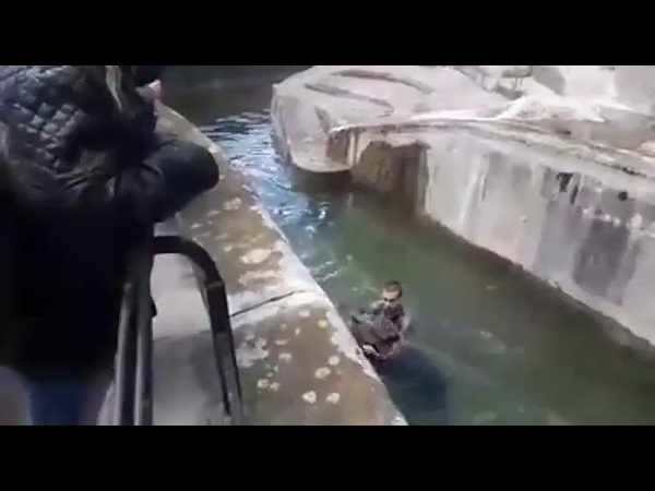 Pijany mężczyzna zaatakował niedźwiedzia w Warszawskim Zoo. Skubany :