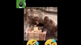 Обезьяны разбирают хлеб как на базаре