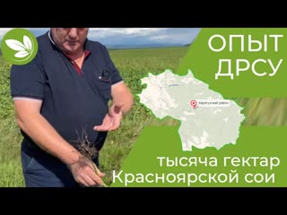 1000 гектар Красноярской сои. Опыт ДРСУ Каратузского района.