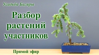 Разбор растений участников