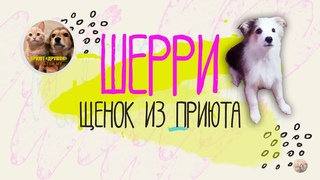 ШЕРРИ | Щенок из приюта | Приют Дружок Липецк