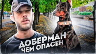 КИДАЛСЯ НА ВСЕ,ЧТО ДВИЖЕТСЯ!Укрощаем сильновозбудимого добермана.