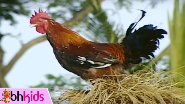 GÀ TRỐ NG GÁ Y Ò Ó O Nhạc Thiếu Nhi Vui Nhộn Hay