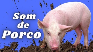 Som de porco grunhindo - Porcos roncando na lama