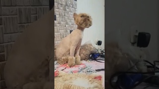 Персидская кошечка подстриглась. Прощайте колтуны!/ стрижка кошек.