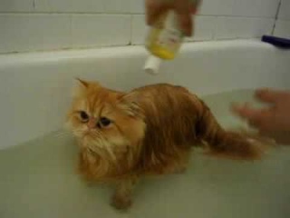 Cute Kitten in a Bath