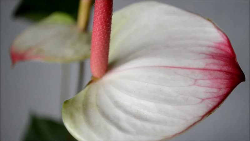 Anthurium Princess Amalia