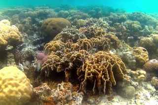 ПРИСУТСТВИЕ: БОЛЬШОЙ БАРЬЕРНЫЙ РИФ //BIG BARIERRE REEF