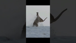 Mountain Lion Hunting