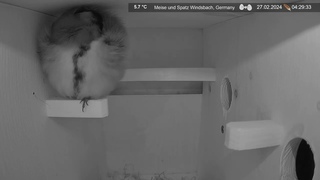 Flauschi und die Turmfalken + Futterstelle. Alles hier auf Windsbach live - Kestrel Box, Germany