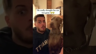 Funny and Cute doggos compilation 80