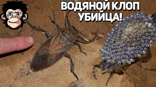 Гигантский водяной клоп - отравит жертву, потом высосет!