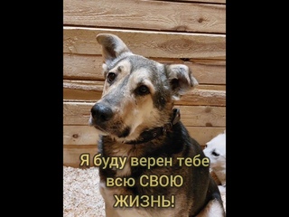 Дружку нужeн ДОМ!!!