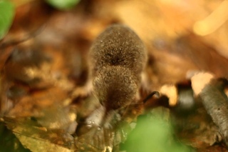 Rejsek (Sorex araneus)