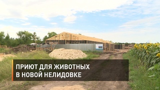 Приют для животных в Новой Нелидовке