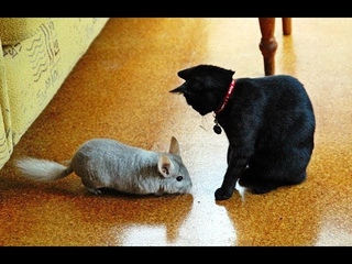 Cat vs Chinchilla