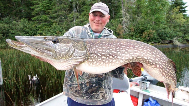 Giant Pike Of Lake St