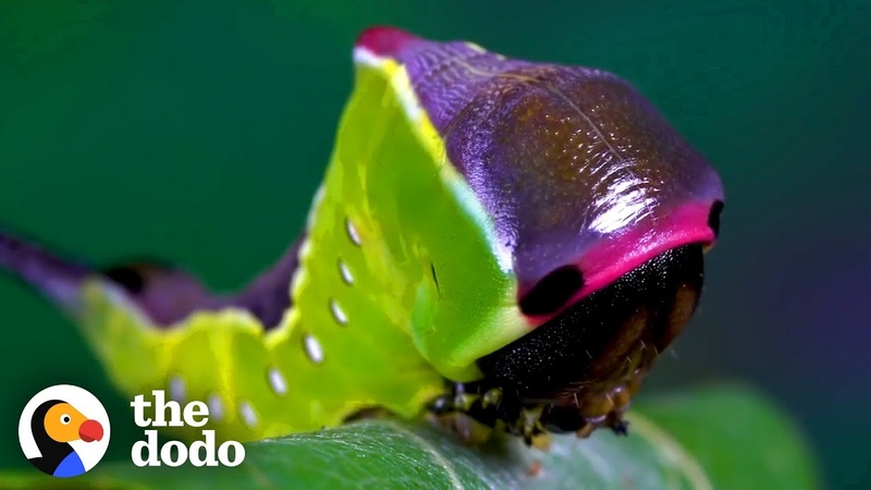 Watch This Caterpillar Turn Into A Puss Moth, The