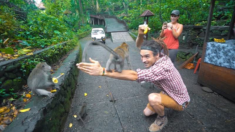 MONKEY FOREST