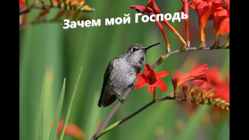 Зачем мой Господь Христианские песни