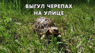 Выгул черепах