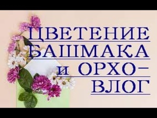 ОРХО-влог и ЦВЕТЕНИЕ башмака МАУДИ.ОРХИДЕИ:Венерины башмачки (пафиопедилумы),каттлеи.