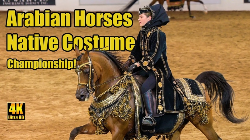 Purebred Arabian Native Costume Champ at Scottsdale Arabian Horse