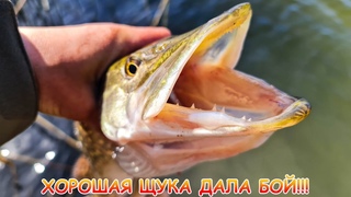 ОТЛИЧНАЯ рыбалка на ЩУКУ! Проверил активность хищника!