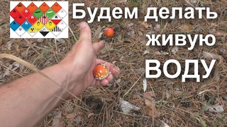 Природный артефакт - "КОМПАС ЖЕЛАНИЙ". Скрытые возможности красного мухомора.