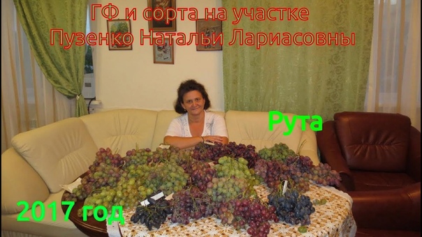 РУТА ультраранний виноград с розовой ягодой (Пузенко