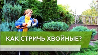 Как сформировать хвойные Мастер-класс по созданию ниваки от эксперта.