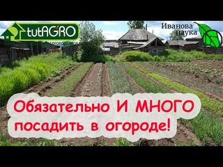 ЧЕМ БАБУШКА СПАСАЛАСЬ В ВОЙНУ ОТ ГОЛОДА! Посадите в огороде много-много и правильно сделаете!