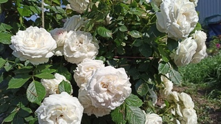 Розы🌹 Невозможно наглядеться!😍     Новалис, Помпонелла, Пале Роял, Штернталлер и др.
