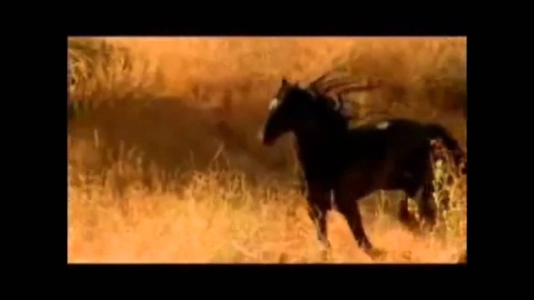 Sacred Spirit Yane Heja