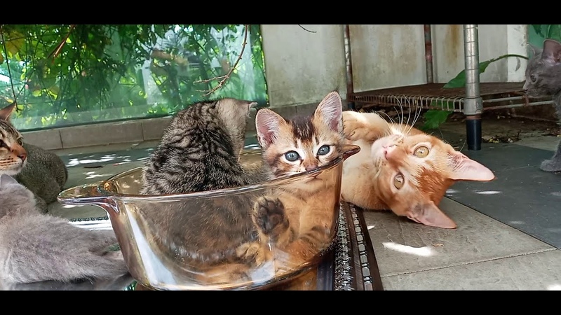 cats are 1156, and, the 3 Generation are 676, 528, 402 and Young lady grandchild103, 154, 48days