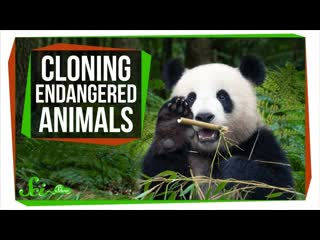 Why Cant We Clone Endangered Species to Save Them