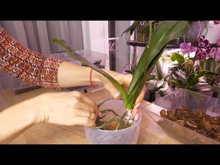 Клещ НЕ ПРОЙДЕТ!/ ВОТ ЭТО ВОЗДУШНЫЕ КОРНИ! Как посадить Planting an orchid Preparations for the tick