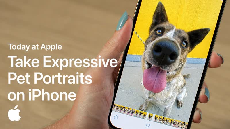 Take Expressive Pet Portraits on i Phone with Sophie