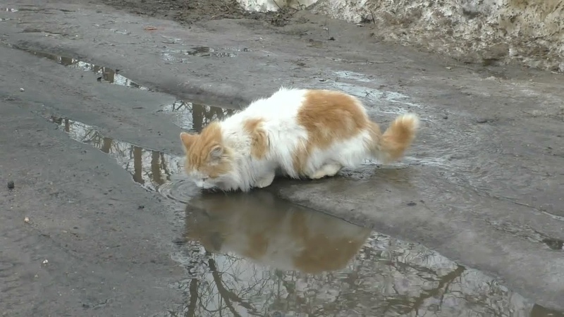 Кот пьет перед едой, 133, кот, котик, котэ, кошка,