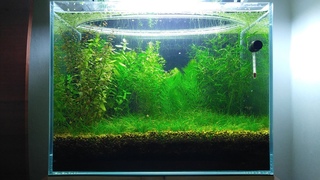 5 Months Update Baby Food, Shrimplets, Brine Shrimp, Infusoria, NO filter, NO CO2, NO Ferts 5 Gallon