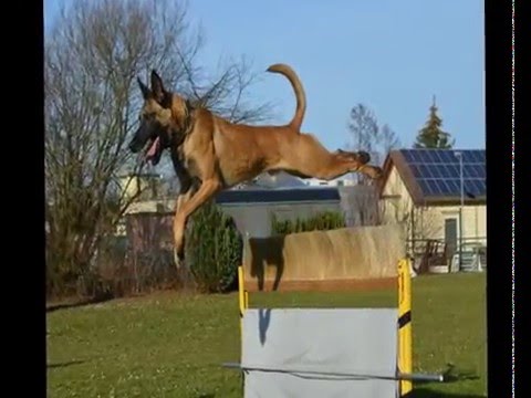 Camaro Graf Czech bei Move