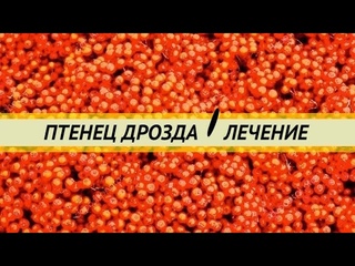Лечение птенца дрозда-рябинника.